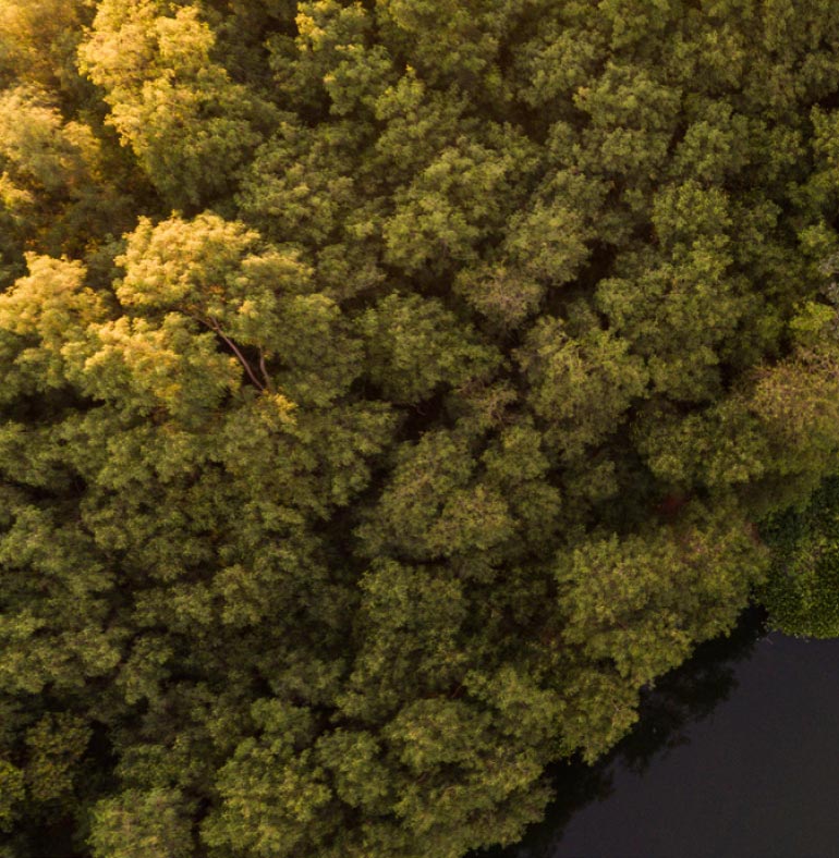 Fotografia: vista aérea de árvores com folhas verdes ao lado de um rio escuro