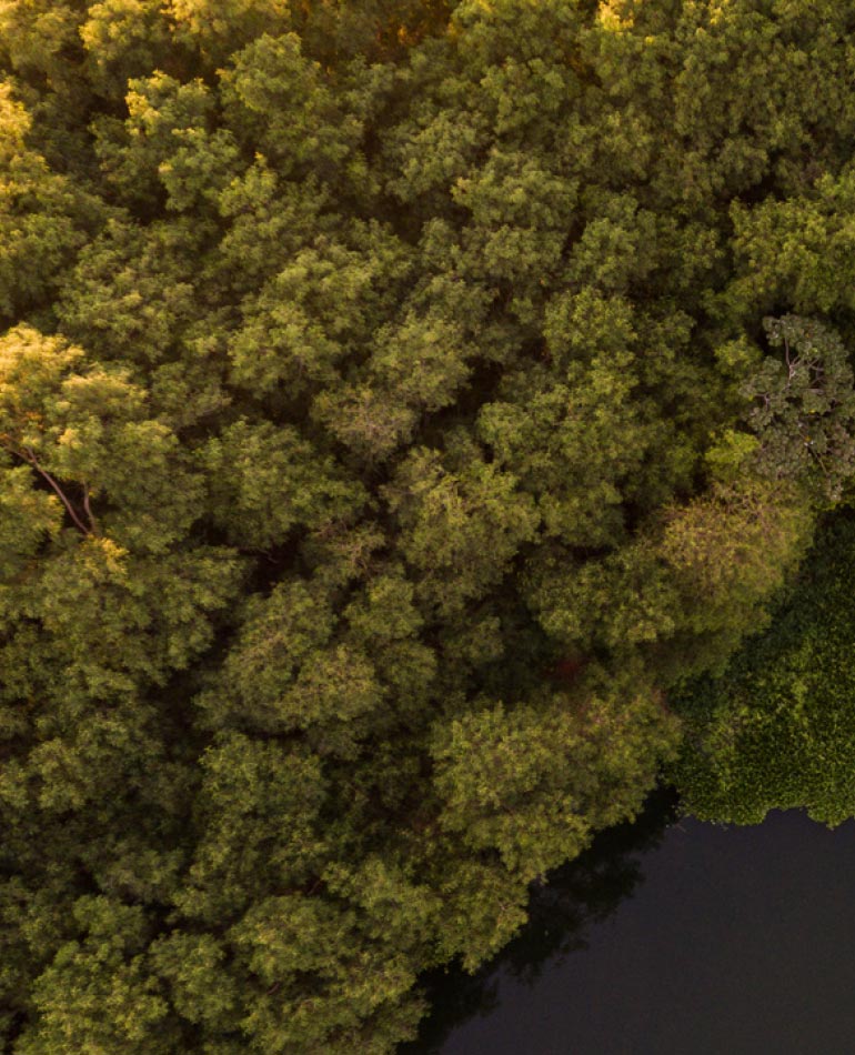 Fotografia: vista aérea de árvores com folhas verdes ao lado de um rio escuro