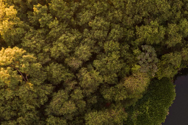 Fotografia: vista aérea de árvores com folhas verdes ao lado de um rio escuro