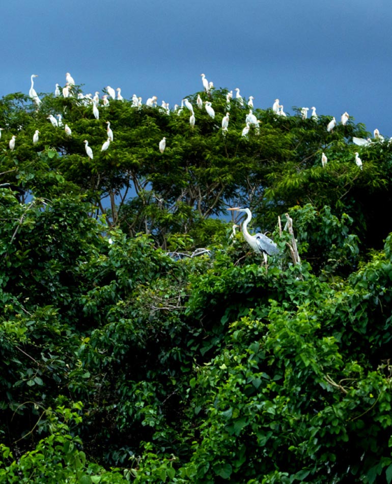 Fotografia: Céu azul na parte superior da fotografia. Copa de árvores, com folhas verdes, ocupam o centro e a parte inferior da imagem. Sobre as árvores, diversas aves brancas de grande porte estão pousadas