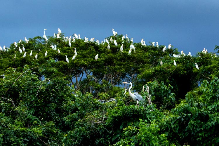 Fotografia: Céu azul na parte superior da fotografia. Copa de árvores, com folhas verdes, ocupam o centro e a parte inferior da imagem. Sobre as árvores, diversas aves brancas de grande porte estão pousadas